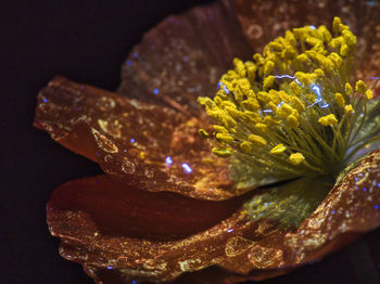 Close up of a papaver blossom under uv light