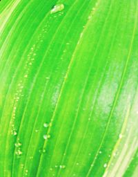 Full frame shot of wet leaf