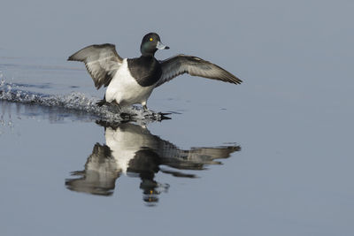 Bird flying over lake against sky