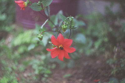 High angle view of pink flowering plant