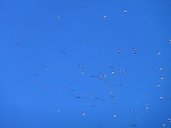 Low angle view of birds flying in sky