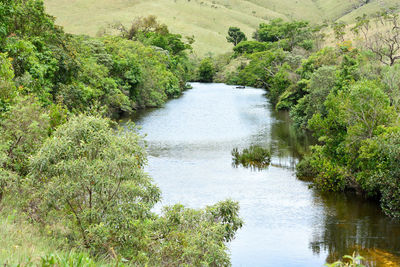 Scenic view of river in forest