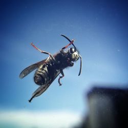 Close-up of housefly on glass window against sky