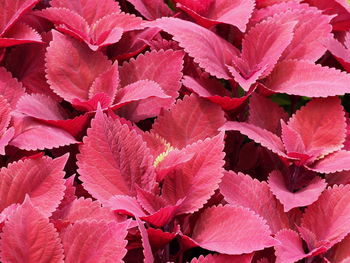 Full frame shot of red flowering plant leaves