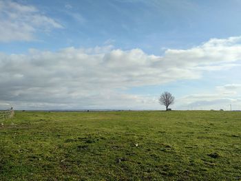 Scenic view of field against sky