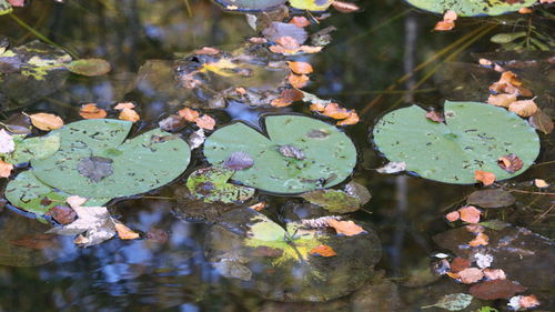 High angle view of water lily in lake