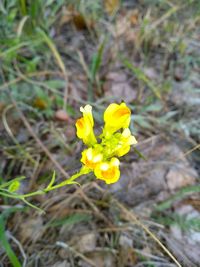 Close-up of yellow flowering plant on field