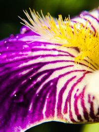Close-up of purple flower