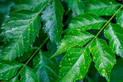 Full frame shot of wet leaves