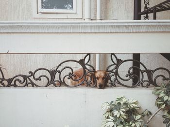 Portrait of golden retriever dog in balcony