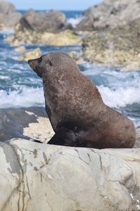 High angle view of sea lion on rock at beach