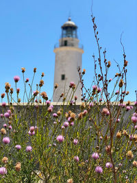 Low angle view of lighthouse against clear sky from a flowering field