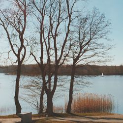 Bare trees by lake