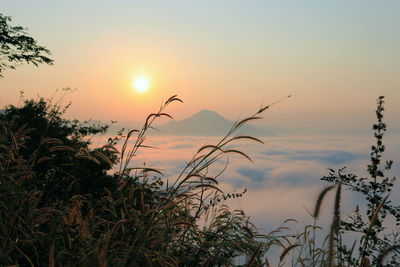 Scenic view of silhouette plants against sky during sunset