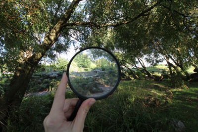 Trees growing on landscape