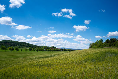 Scenic view of agricultural field against sky