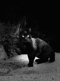 Portrait of black cat sitting on land