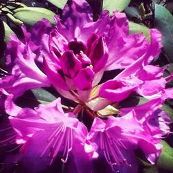Close-up of pink flowers