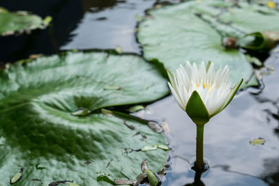 Close-up of water lily in lake