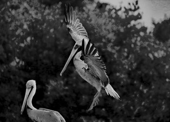 Close-up of birds flying over water