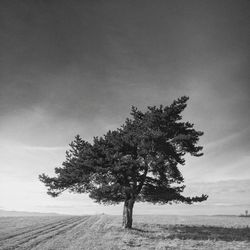 Tree by sea against sky