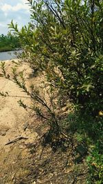 Close-up of plants growing on sand against sky