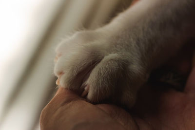 Close-up of puppy sleeping