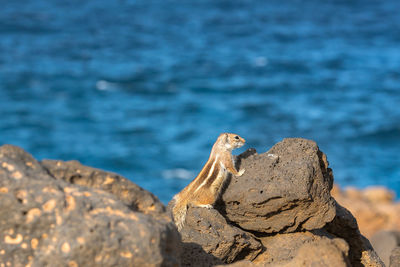 View of lizard on rock