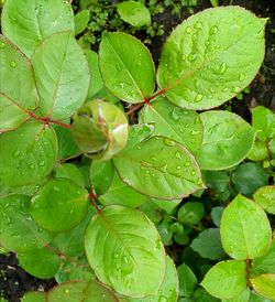 Close-up of raindrops on leaves