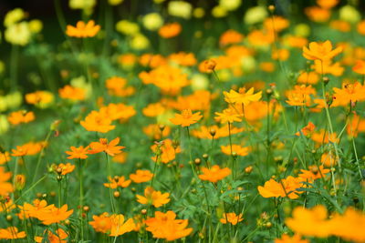 Close-up of yellow flowering plants on field