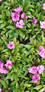 High angle view of pink flowering plants