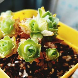 Close-up of salad