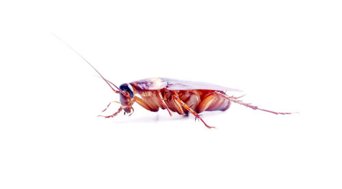 Close-up of housefly on white background