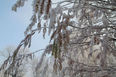 Low angle view of bare trees against sky