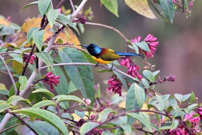 Bird perching on plant