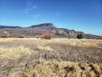 Scenic view of field against blue sky