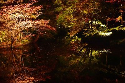 Reflection of trees in water