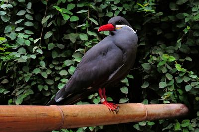 Close-up of parrot perching on tree trunk