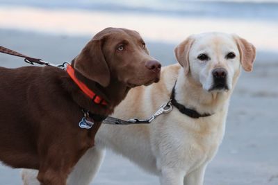 Close-up of dog on beach against sky