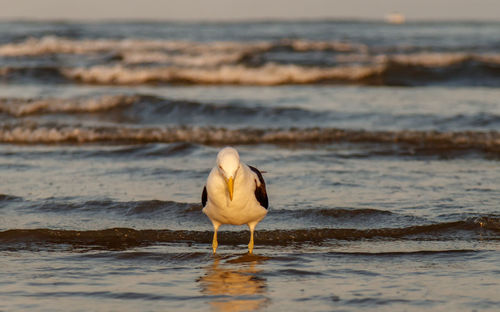 Bird on beach