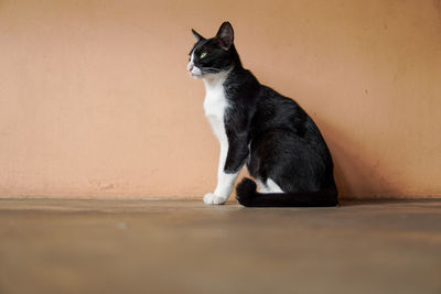 Black cat looking away while sitting on floor against wall