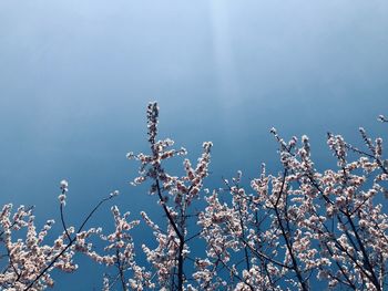 Low angle view of cherry blossom against sky