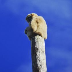 Low angle view of bird against clear blue sky