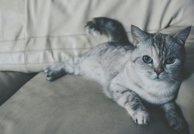 Portrait of cute cat relaxing on sofa at home