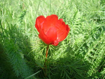 Close-up of red flower blooming outdoors