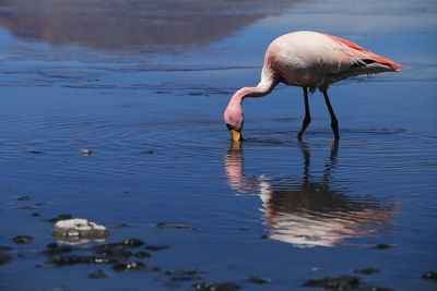 Bird drinking water in a lake