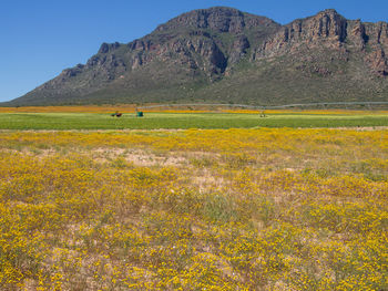 Scenic view of field against clear sky