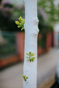 Close-up of plant on tree trunk