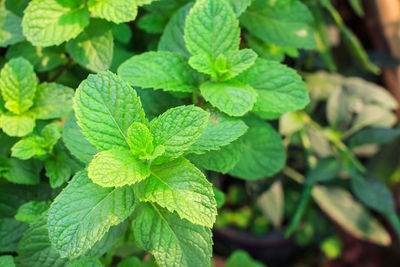 Close-up of green leaves