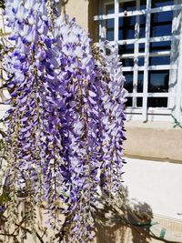 Close-up of purple flowering plant